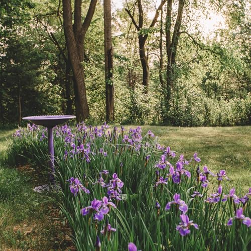 Backyard Expressions Outdoor Garden Bird Bath - Lilac Purple - Weather Resistant Polyresin - 27 Inch - color: Lilac Purple
