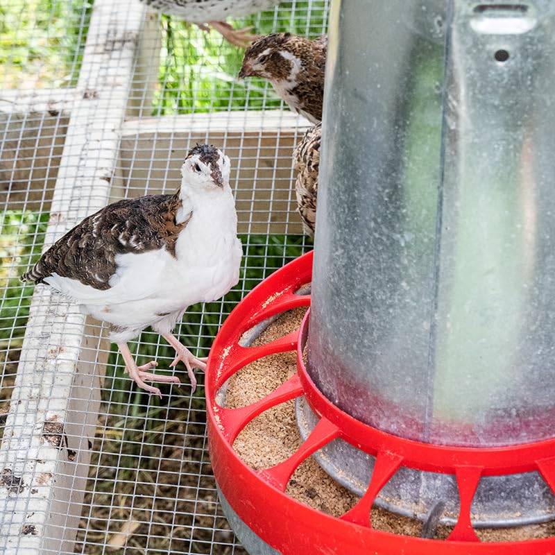 Premier 1 Galvanized Cone Feeder Kit for Chickens & Poultry – 22 lb | Heavy-duty galvanized metal. Free standing or hanging. Built-in handle. For broilers to layers & waterfowl. - style: Feeder Kit