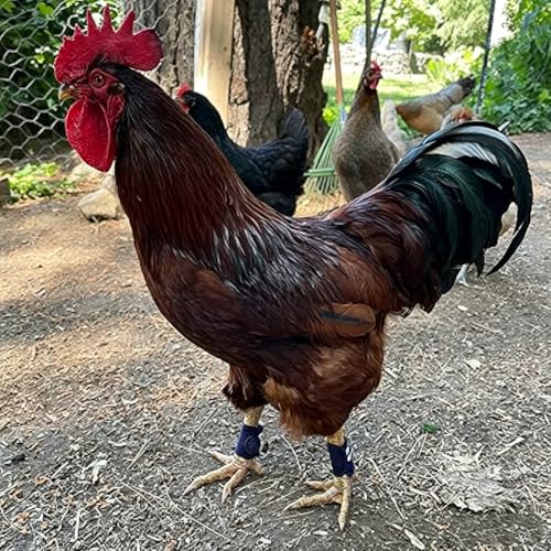 Gamefowl Supplies Chicken Leg Bands Rooster Booster Rooster Spur Covers Gallos De Pelea Accessories Chicken SaddleTie Cords for Gamefowl Accessories Leg Protect & Care