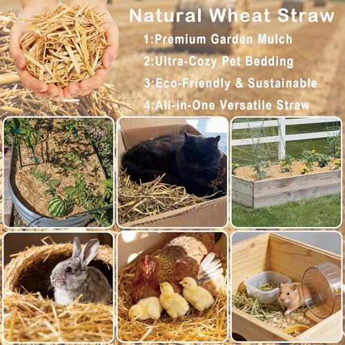 Natural Wheat Straw - Dry Clean Soft Bale for Stray Cats & Dogs Shelter, Chicken Coop Bedding, Garden Mulch & Weed Cover (1LB) - color: 1LB