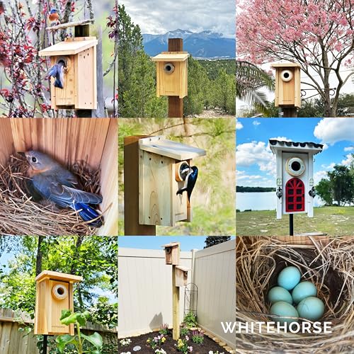 WHITEHORSE Bluebird House - Weatherproof Bird House for Outdoors - Cedar Birdhouse Built to NABS Specs - Nest Box for Bluebirds, Chickadees, Titmice, Wrens, Nuthatches & More (15” Floor)