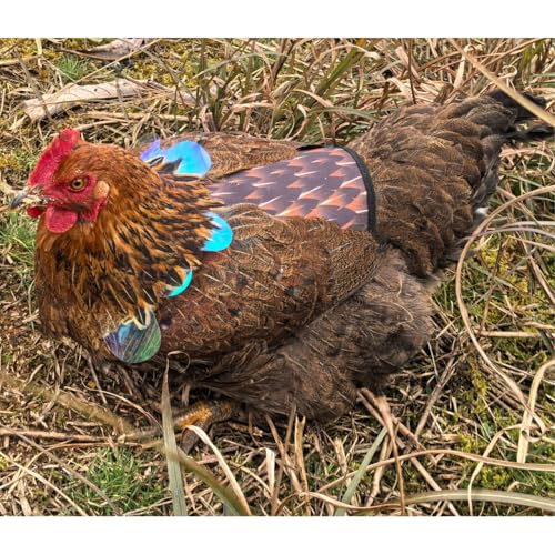 Chicken Saddles for Hens with Detachable Wings, Adjustable Hen Apron Back Protector for Feather Recovery, Double-Layer Breathable Poultry Saver for Standard Breeds (Black 2pcs) | Double-Layered Breathable Poultry Back Protector For Hens During Mating And