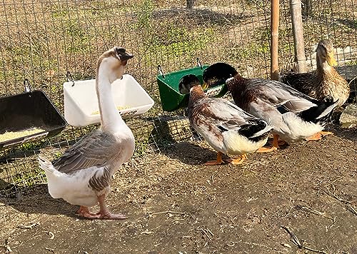 Chicken Feeder Waterer, Goat Feeder - 2 Pack, 5.5 Quart, for Goats Chickens Duck Sheeple Dogs Piglets Deers Gooses, Turkeys, Goat Supplies(Appearance Patent Product) - color: Green