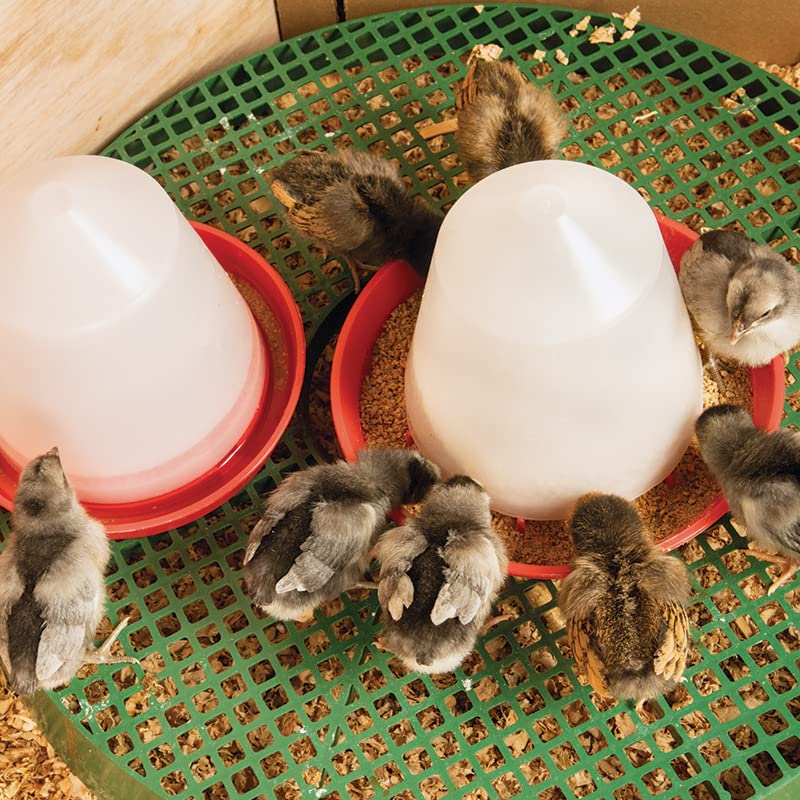 Premier 1 Poultry Feeder/Waterer Stand | Lifts feeders & waterers out of litter for cleaner high-traffic areas. Heavy plastic. 2.75"H x 21"W.