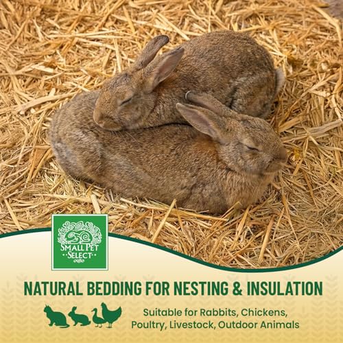 Small Pet Select - Golden Wheat Straw Bedding, 8lb, 100% Natural Plant Material, Soft Animal Bedding Litter with Odor Control for, Rabbit, Hamster, or Bunny, Habitat Accessories, Made in USA