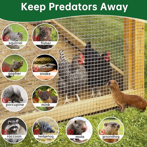 Amagabeli Galvanized Hardware Cloth 1/2 inch 48inx50ft 19 Gauge Chicken Wire Fence Welded Wire Mesh Roll Plant Supports Poultry Netting Garden Bed Animal Cage Snake Rabbit Wire Gopher Rodent Proof - size: 1/2" 48" x 50'