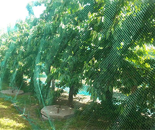 13Ft x 33Ft Anti Bird Netting Protection Mesh Garden Netting Seedlings Plants Flowers Fruit Trees Vegetables from Rodents Deer Reusable Fencing, Green - color: Green