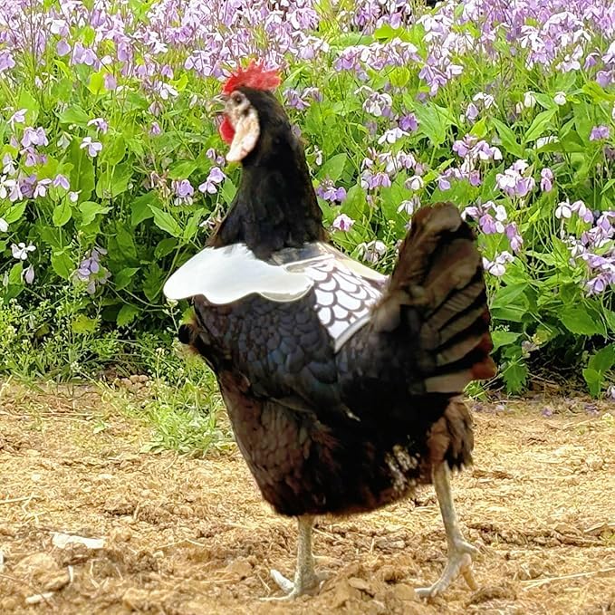 Chicken Saddle with Wing Protector - Chicken Aprons & Vest Jacket for Hens | Chicken Saddles for Hens With Adjustable Straps (Black, Yellow, White)