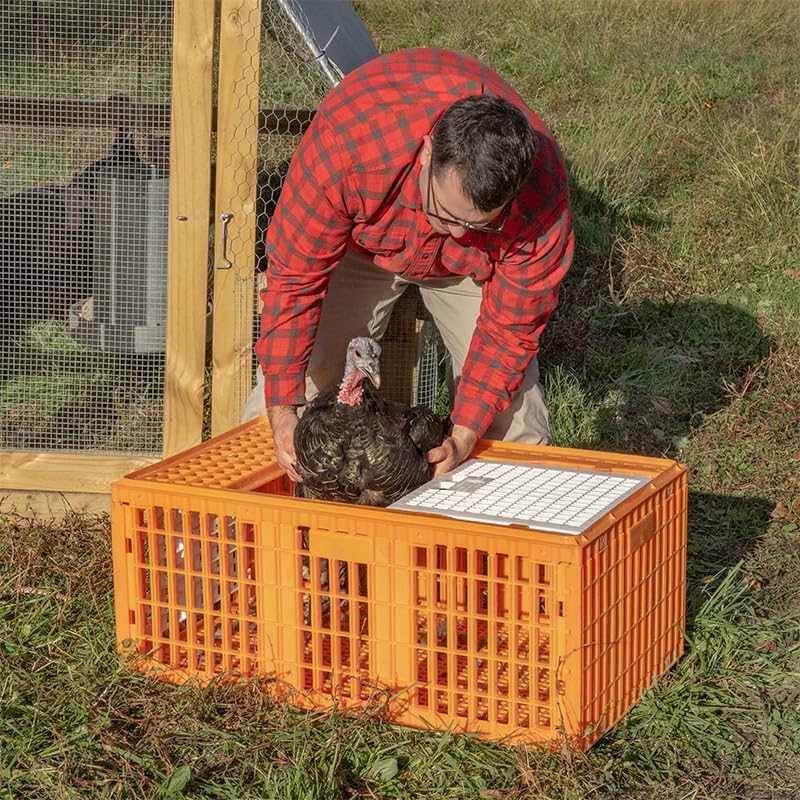 Premier 1 Turkey Transport Crate – 38" L x 23" W x 16.5" H, 3-4 Turkeys | Heavy-duty plastic, stackable. Secure doors. For large poultry, turkeys & geese.