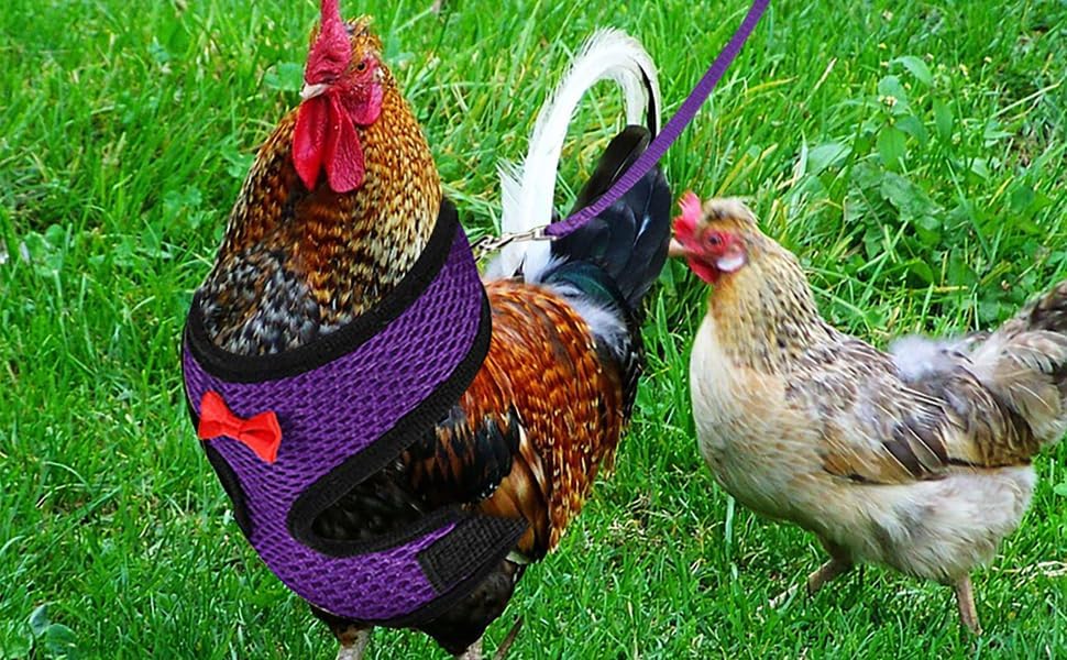 Chicken Harness and Leash Set,Hen Pink Vest Escape Proof for Duck Goose Rooster - color: Pink, size: M(Chest18.1-20.5'')