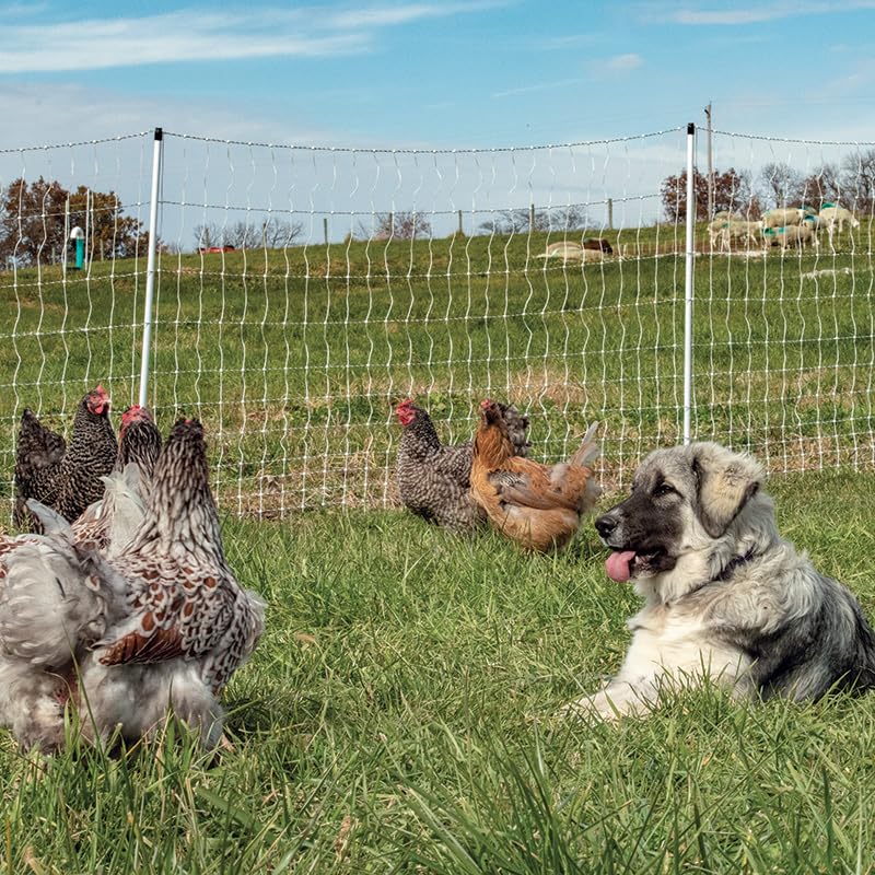Premier 1 PoultryNet® Plus, Electric Fence for Chickens – 42"H x 100'L | White/black, double spike. Posts every 6.8 ft to reduce sag. For chickens, ducks & geese. Energizer sold separately. - style: White/Black