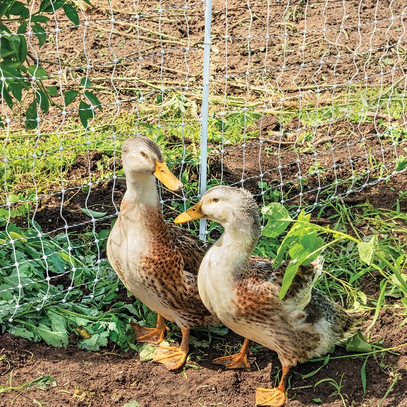 Premier 1 PoultryNet® Plus, Electric Fence for Chickens – 42"H x 100'L | White/black, double spike. Posts every 6.8 ft to reduce sag. For chickens, ducks & geese. Energizer sold separately. - style: White/Black