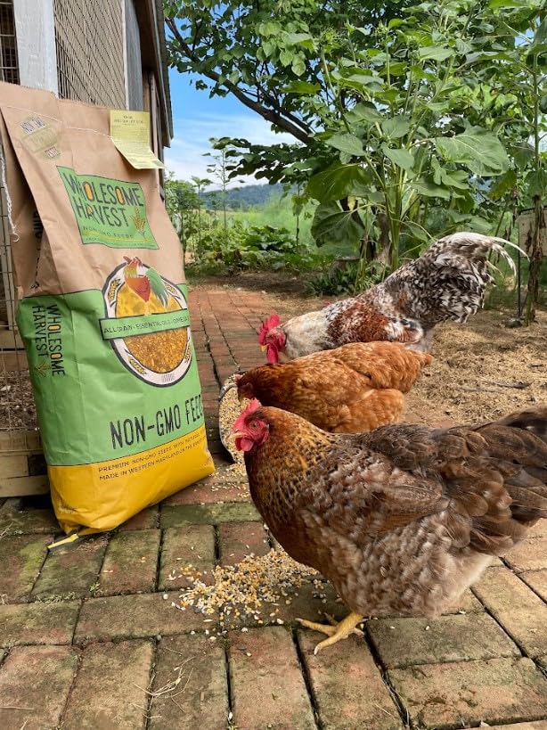 Non-GMO Whole Grain Layer Blend 16% - Chicken Feed for Laying Hens and Ducks - Includes Essential Oils, Herbs, Oyster Shells, Vital Minerals, and Omega 3, 40lb - size: 40 Pound (Pack of 1)
