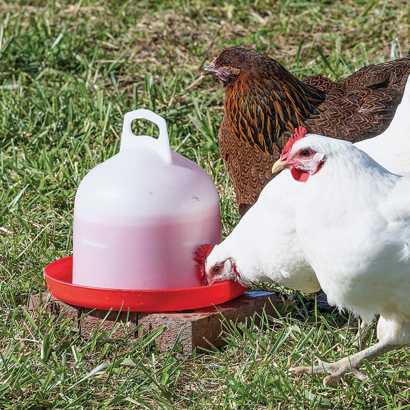 Premier 1 Mid Connect Poultry Waterer – 1 Gallon, Easy to Clean | Mid-connect locking system keeps bayonet connections clear of bedding. Easier to clean than standard waterers. 1 gallon.