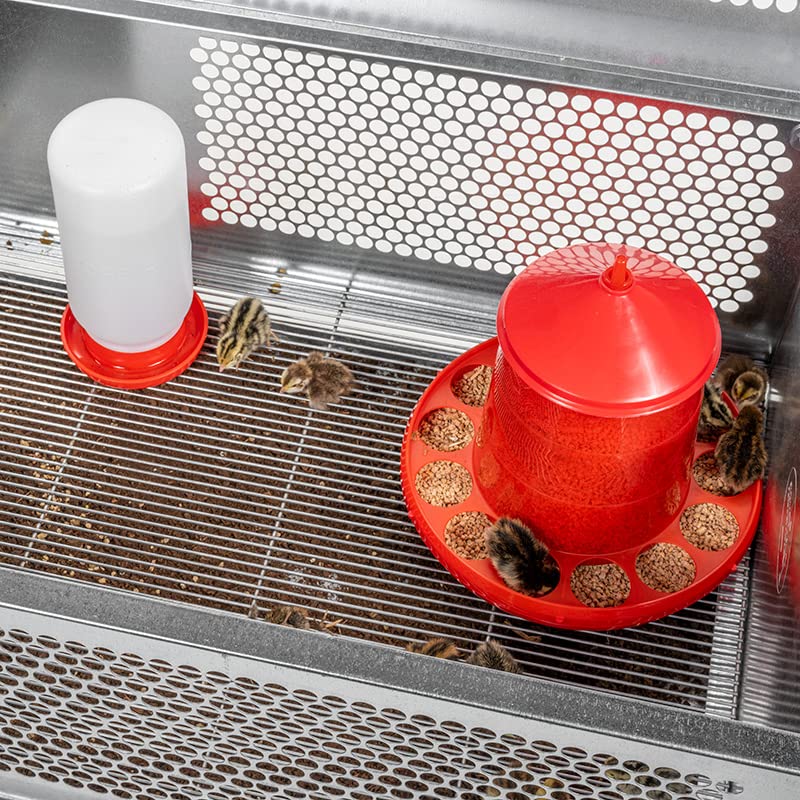 Premier 1 QuikClean Chick Brooder – Hinged Lid & Removable Collection Tray | Hinged lid, removable collection tray. Slotted wire floor. Broods chicks up to 5–6 weeks. Add-your-own heat source.