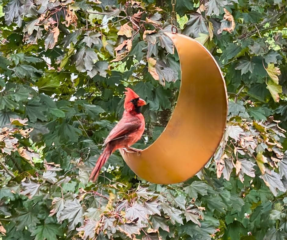 Hanging Moon Bird Feeder – Unique Metal Bird Feeders for Outdoors, Antique Gold, Rust-Resistant, – Wild Bird Feeder for Bluebirds, Cardinals, Finches, and Backyard Birdwatching - color: Antique Gold